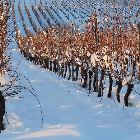 Colmarandco Au Coeur Des Vignes * Ingersheim