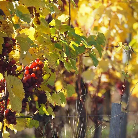 Casa de Férias Colmarandco Au Coeur Des Vignes *