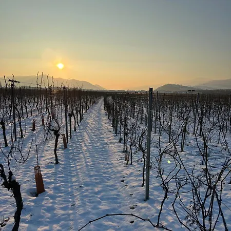 Colmarandco Au Coeur Des Vignes * Ingersheim